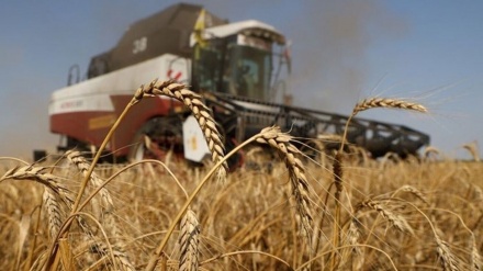 ロシアとトルコが、アフリカ向け穀物輸出で合意