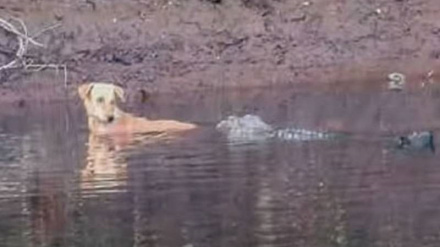 تمساح ګانو په سمندر کښې سپی بچ کړ