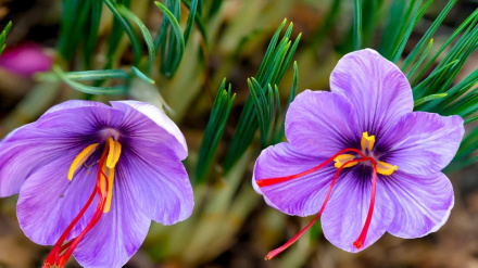 په افغانستان کې به سږ کال څه باندې ۲۳ زره ټنه زعفران راټول شي