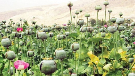 ایران و افغانستان همکاری در مبارزه با مواد مخدر را افزایش می دهند