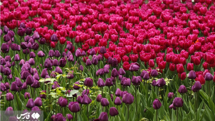 (FOTO DEL GIORNO) Parco di fiori a Tehran