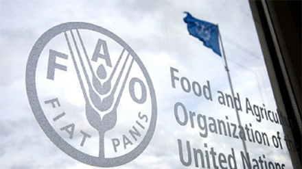FAO. Պարենի համաշխարհային գները հակառեկորդ են սահմանել