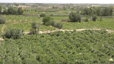 په افغانستان کې د انګورو په حاصلاتو کې زیاتوالی راغلی تفصیل دلته لرو