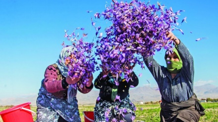 世界全体のサフランの90％以上がイラン産