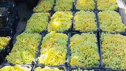 نړیوالو بازارونو ته د افغانستان د انګورو صادرات