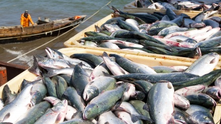 米メディア、「 中国の日本産水産物禁輸でロシアに利」