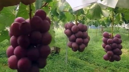 پرورش درشت ترین و گران ترین انگور جهان در ژاپن