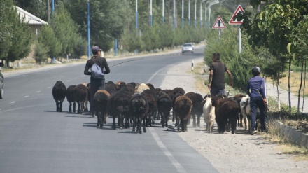افزایش تعداد دام در دامپروری های جنوب تاجیکستان