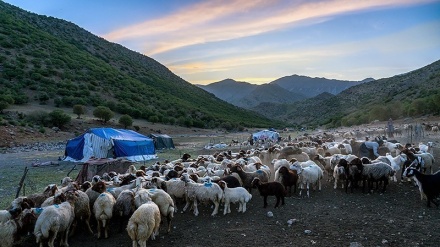 Sekilas Kehidupan Nomaden Lorestan di Iran (2)
