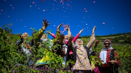 Panen Bunga Mawar di Dodangeh, Iran (2)