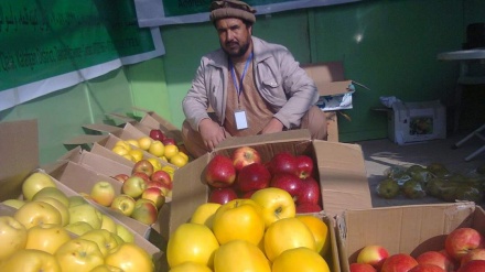 شکایت از نبود سردخانه‌ و بازار برای فروش محصولات زراعتی در تخار