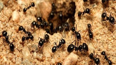 کور کښې شته میږي په کوم ډول ختمولای شو