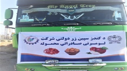 افغانستان(۱۵۰) ټنه وچ رومیان اروپا ته صادر کړل نور حال دلته لرو