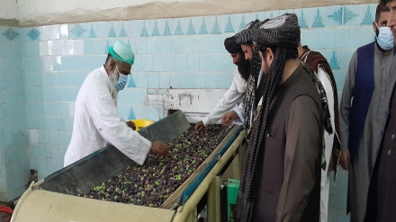 د ننګرهار کانال شرکت  به سږکال دیرش زره لیتره د زیتونو خالص تیل تولید کړي نور حال دلته لرو 