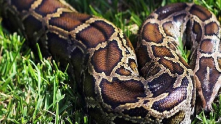 بریتانیا کښې ستر ښامار کور ته ننوت