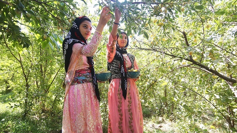 Festival Panen Plum di Desa Heydareh-ye Ghazikhani, Iran.