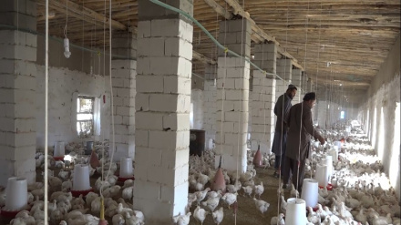 په افغانستان کې د چرګانو د غوښې د تولید کچه لوړه شوې نور حال په راپور کې واورئ