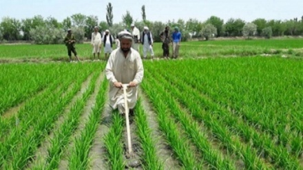 افزایش صادرات محصولات زراعتی افغانستان 