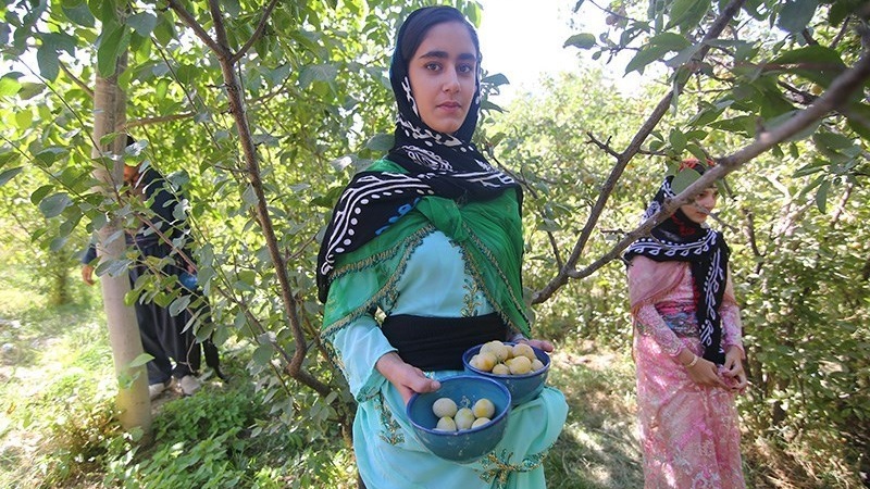 Festival Panen Plum di Desa Heydareh-ye Ghazikhani, Iran.