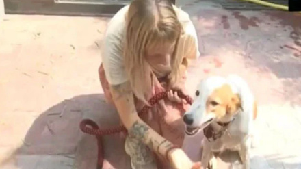 د هالینډ سیلانۍ سپۍ ته  پاسپورټ جوړ کړ او ویزه یې ولګوله