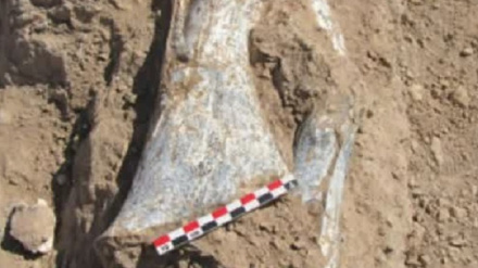 Iran entdeckt 10 Millionen Jahre alte Fossilienfundstelle in Maraghe