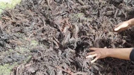 نگرانی از نابودی برخی گیاهان طبی در بدخشان