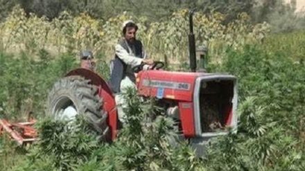 تخریب مزارع ماریجوانا در ولایات مختلف افغانستان 