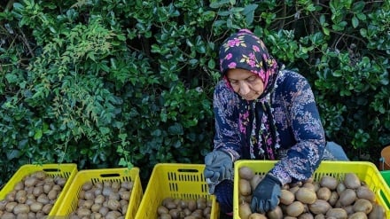 Qiloni sardxonə anboonədə 100.000 toniku ziyodə kivi xandi kardey bıə