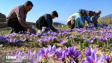 Shafran ari i kuq Golestanit në Iran/Foto