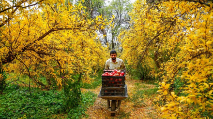 (FOTO DEL GIORNO) La raccolta del melograno