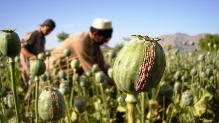 گزارش بانک جهانی از زیان یک میلیارد دالری دهقانان افغان