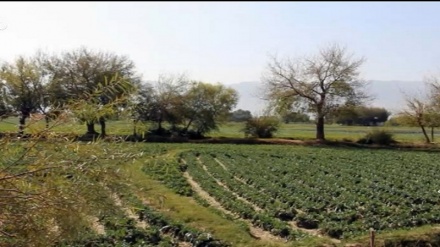 درخواست کشاورزان لغمانی برای ساخت گلخانه و توزیع بذر و کود شیمیایی