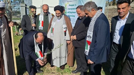 伊朗各地种植10万棵橄榄树纪念加沙烈士