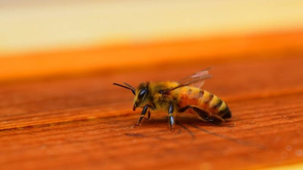 هندوستان د بنګله دیش سرحد ته نږدې د شاتو مچۍ دیره کوي