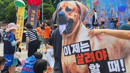 韓国が犬肉の食用禁止へ