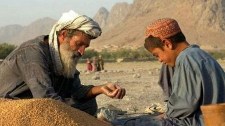 ملګري ملتونه ۴.۲ میلیونه بزګرانو ته د غنمو تخم او کرنیزې سرې ورکوي