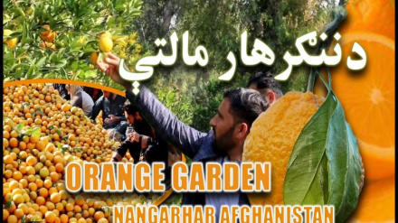 د افغانستان په ننګرهار کښې د مالټو حاصلات زیات شوي دي  نور حال دلته لرو