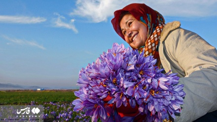 Vjelja e Shafranit, floririt të kuq në Iran/Foto