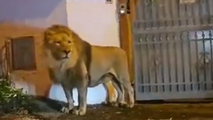 伊でサーカス脱走のライオンが捕獲、街中を５時間にわたり徘徊