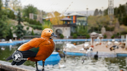 (FOTO DEL GIORNO) Giardino degli uccelli a Tehran
