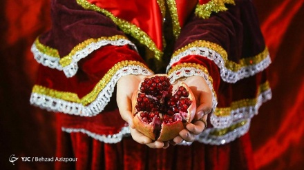 Vjelja e shegës në Tabriz dhe Shiraz të Iranit/Foto