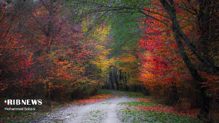 (FOTO DEL GIORNO) Foliage in Mazandaran