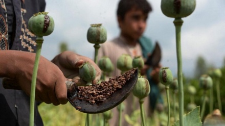 イランが、国連によるアフガンでの麻薬栽培減少という主張に反応
