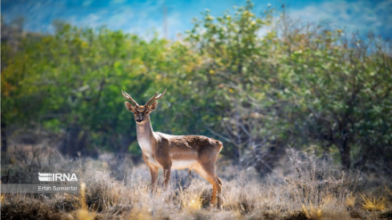 (FOTO DEL GIORNO) Il daino persiano