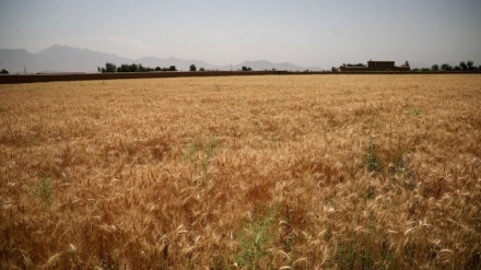 افزایش ۱۳ درصدی حاصلات گندم در افغانستان