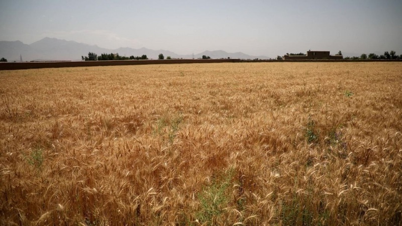 افزایش ۱۳ درصدی حاصلات گندم در افغانستان