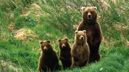 ペルシャ語ことわざ散歩（２１8）「撃ち殺していない熊の皮を売る」