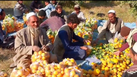 ننګرهار کښې د مالټو تولید زیات شوی دی نور حال په دغه راپور کښې لرو