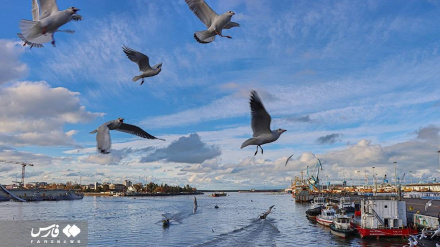 (FOTO DEL GIONO) Gabbiani in Iran per annuale migrazione da Siberia