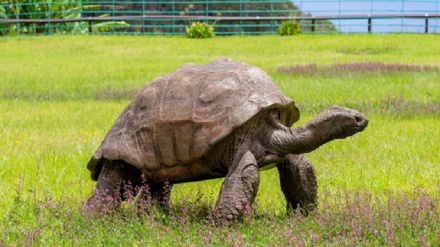 د نړۍ تر ټولو لوړ عمر لرونکې ۱۹۱ کلنه شمشتۍ